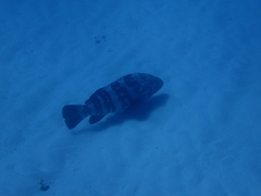 Epinephelus malabaricus
