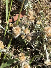 Helichrysum luteoalbum