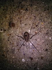 Odiellus spinosus