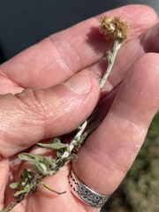 Helichrysum luteoalbum