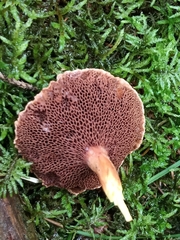 Suillus bovinus