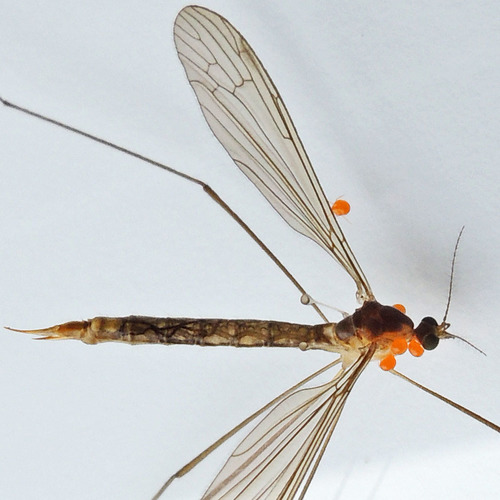 Pilaria tenuipes