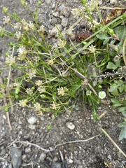Sagina saginoides