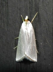 Urola nivalis
