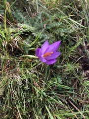 Crocus nudiflorus