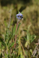 Trichodesma zeylanicum