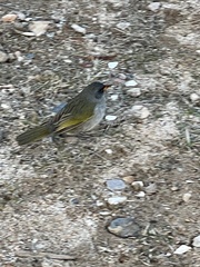 Embernagra platensis