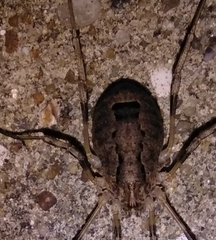 Odiellus spinosus