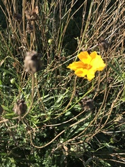 Coreopsis lanceolata