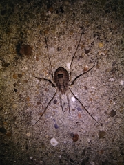 Odiellus spinosus
