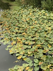 Nuphar polysepala