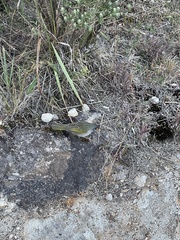 Embernagra platensis