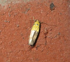 Stathmopoda auriferella