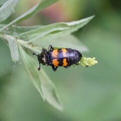 Nicrophorus tomentosus