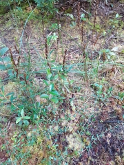 Drosera rotundifolia