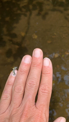 Phaegopterina