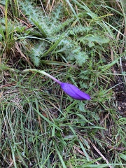 Crocus nudiflorus