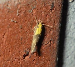Stathmopoda auriferella