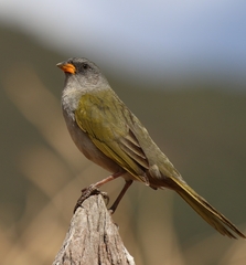 Embernagra platensis