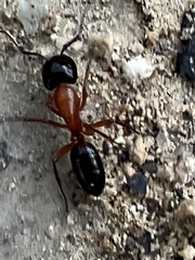 Camponotus texanus