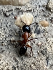 Camponotus texanus