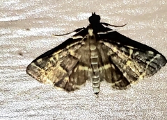 Anageshna primordialis