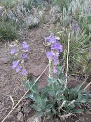 Penstemon secundiflorus