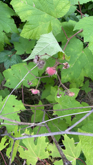 Rubus odoratus