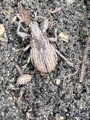 Naupactus leucoloma