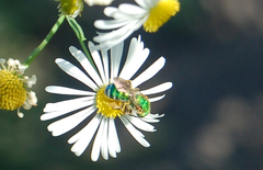 Agapostemon sericeus