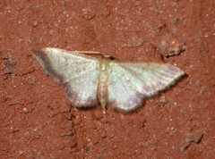 Idaea impexa