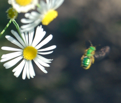 Agapostemon sericeus