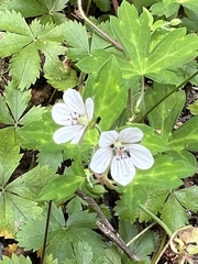 Geranium thunbergii