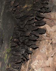 Xylaria polymorpha