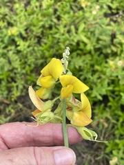 Crotalaria retusa