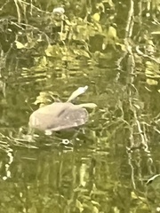 Apalone spinifera guadalupensis