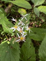 Eurybia divaricata