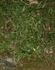 Asplenium rhizophyllum