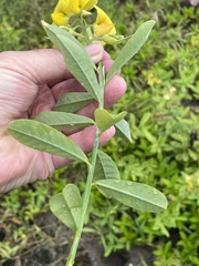 Crotalaria retusa