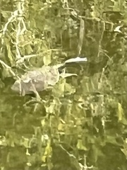 Apalone spinifera guadalupensis