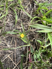 Stylosanthes biflora