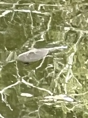 Apalone spinifera guadalupensis