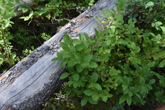 Vaccinium membranaceum