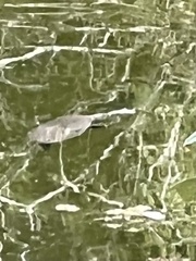 Apalone spinifera guadalupensis