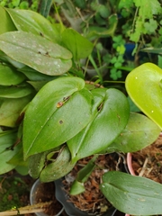 Pleurothallis rhodoglossa