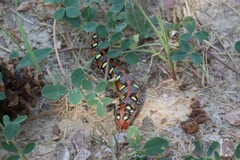 Hyles euphorbiae