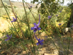 Delphinium halteratum