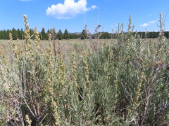 Artemisia cana
