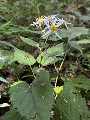 Eurybia divaricata