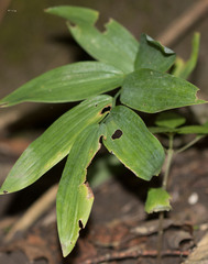 Polygonatum biflorum